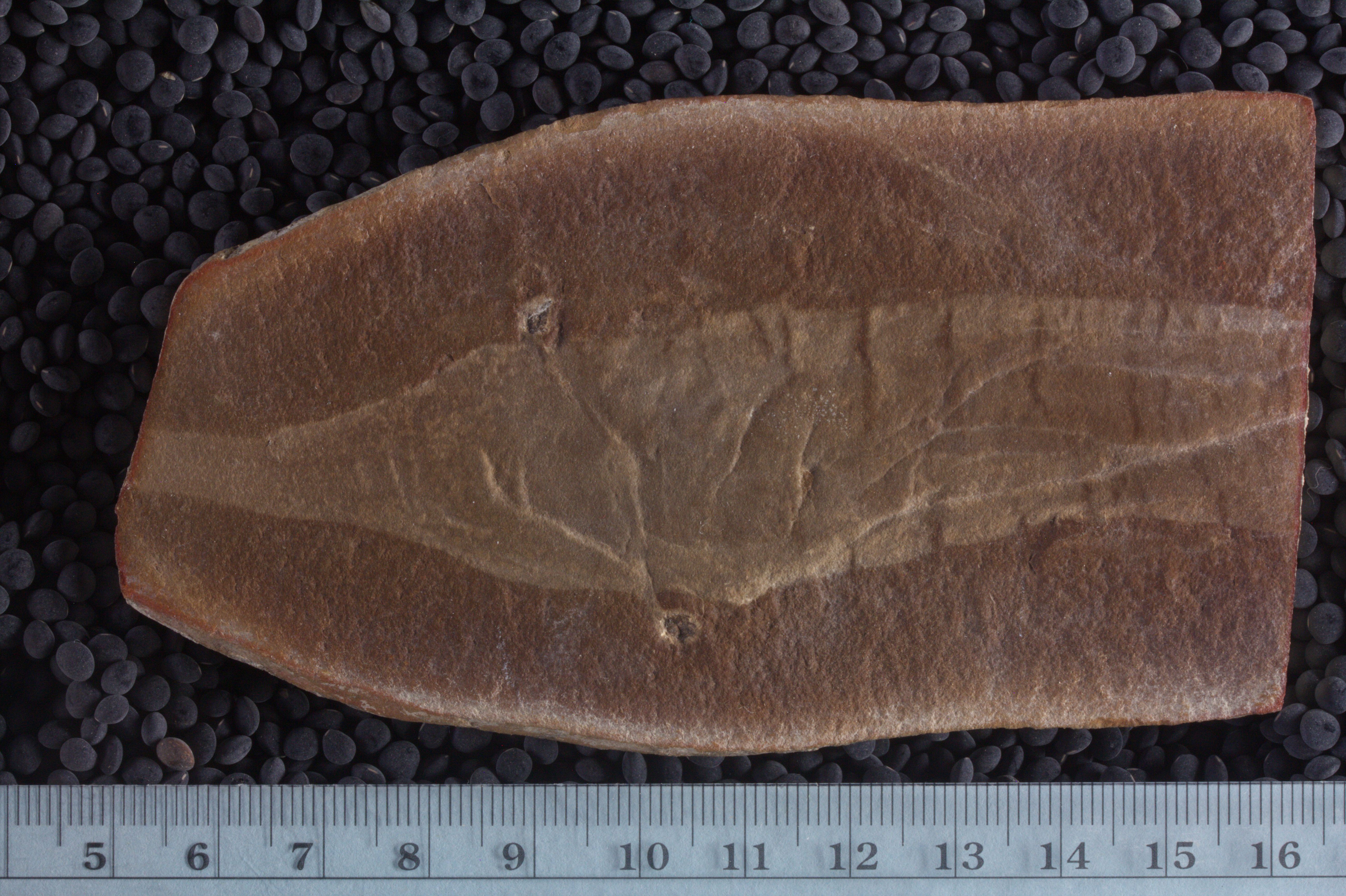 Tully Monster fossil
