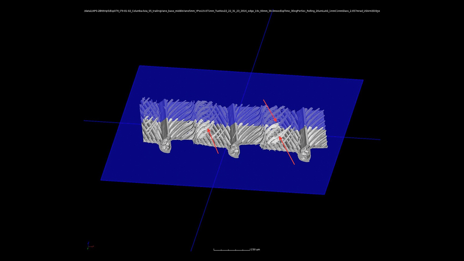 3D rendering of the same feather scan at the APS. One red arrow points down to the inter-feather hook in the cross section for reference, while other arrows point up to other hooks. (Image by Teresa Feo / Smithsonian National Museum of Natural History.)