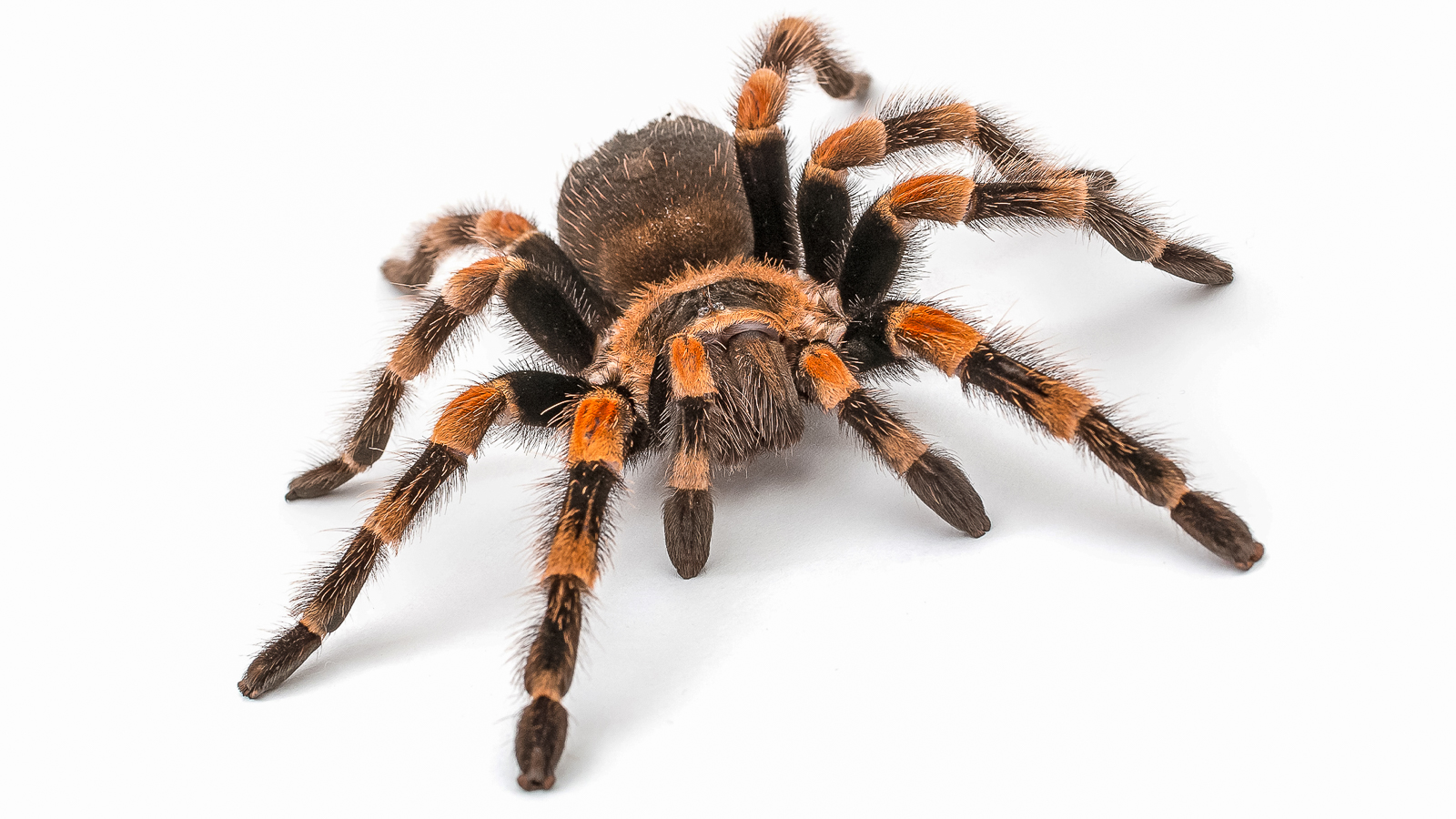 Both human and tarantula muscles contain myosin, which triggers muscle movement. Studying tarantula muscles at the APS can help scientists understand human muscle movement. (Image by Pets in Frames / Shutterstock.)