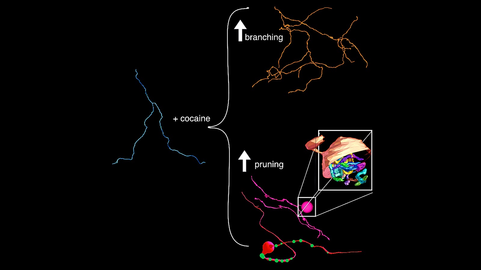 A connectomic analysis of the brains of mice treated with cocaine shows that dopamine axons undergo two major anatomical remodeling events: 1) axons increase the average number of branches they make (top image), 2) while simultaneously pruning, or removing, existing axons.