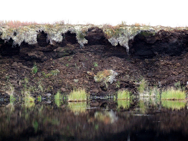 Tundra dangles over the top of this peat formation in southeast Alaska. Photo by Travis S./Flickr.