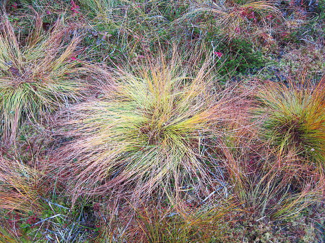 Tufted bulrush in a peat bog near Sitka, Alaska. Photo by Mary Stensvold/U.S. Dept of Agriculture.
