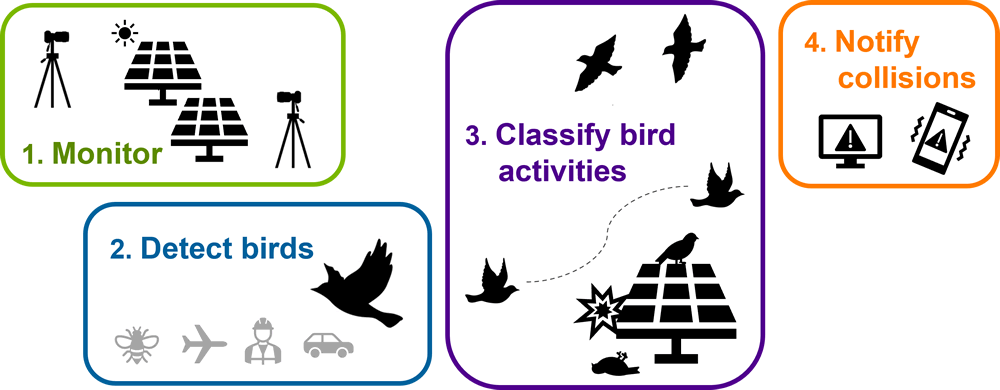 1. Monitor. 2. Detect birds. 3. Classify bird activities. 4. Notify collisions.