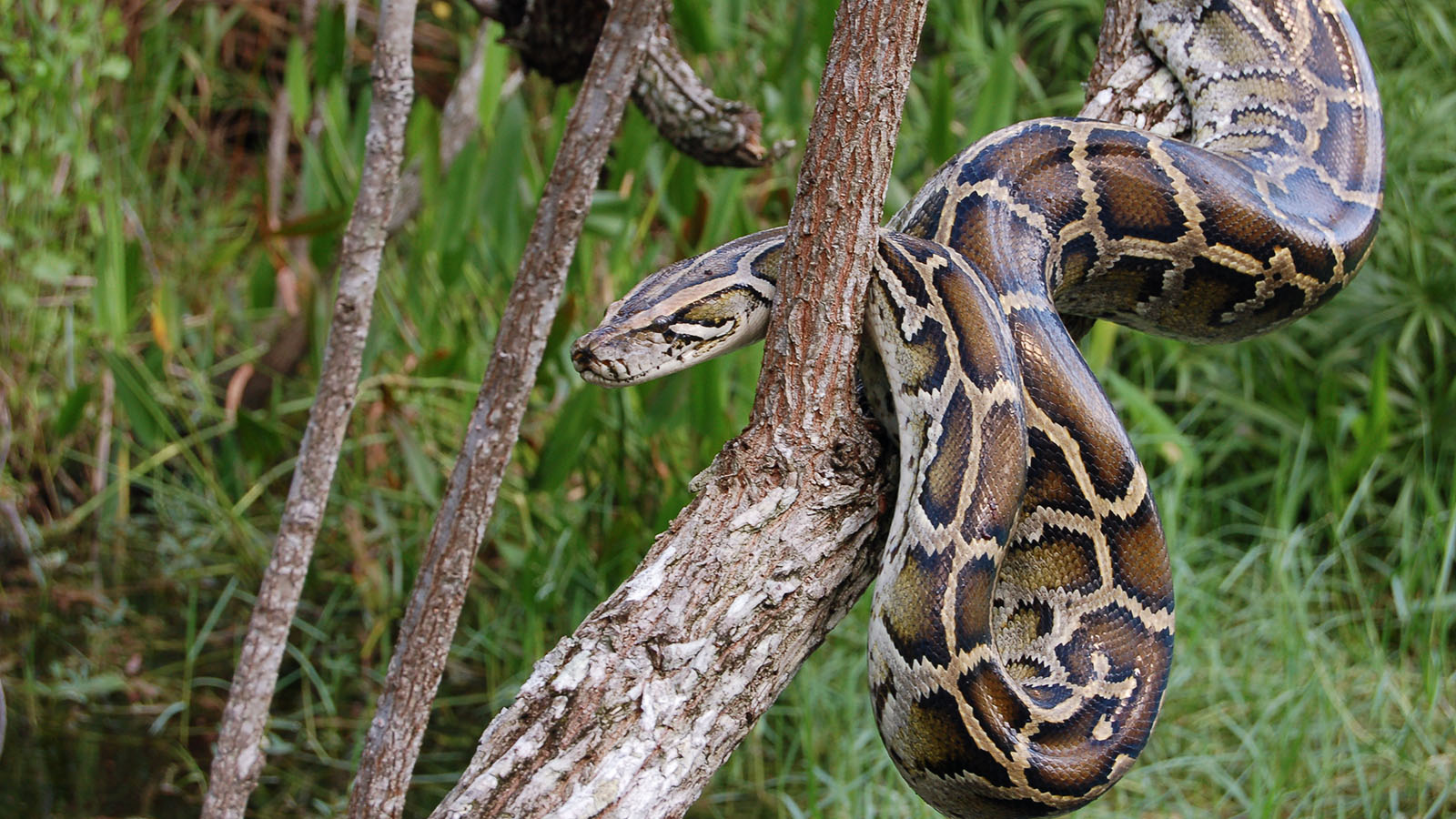 Burmese python (Image by Shutterstock)