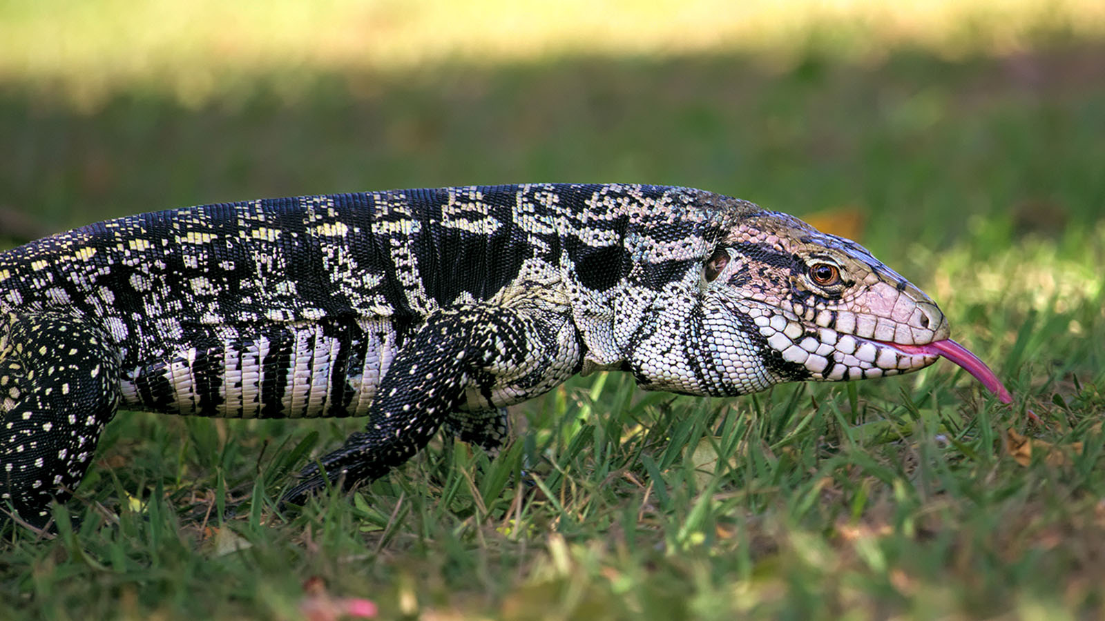 Argentine black and white tegu (Image by Shutterstock)