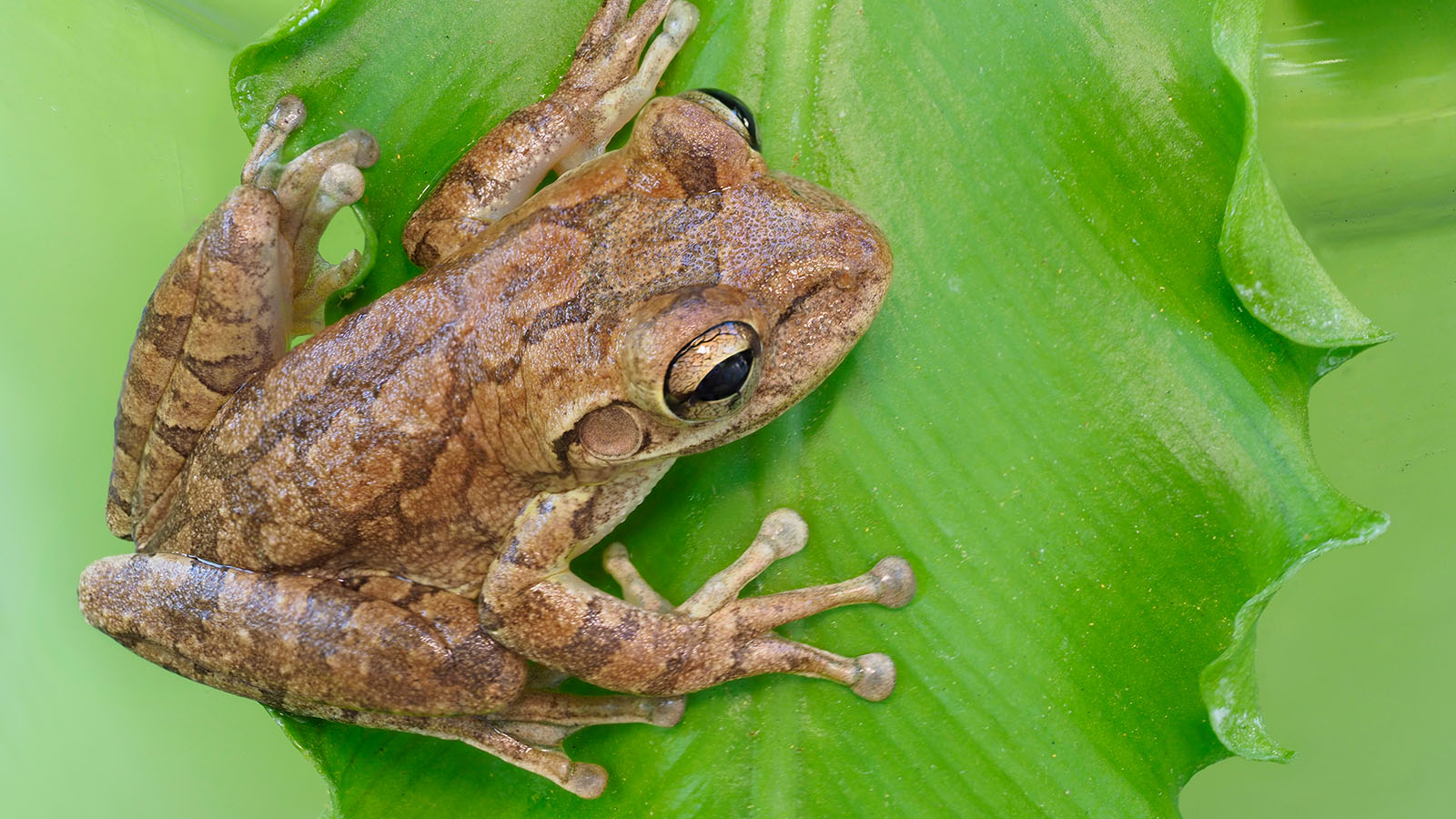 Cuban treefrog (Image by Shutterstock)