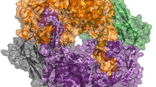 The research team reconstructed the crystal structure of BAP, a protein involved in the process by which marine archaea release carbon, to determine how it functioned, as well as its larger role in carbon cycling in marine sediments.