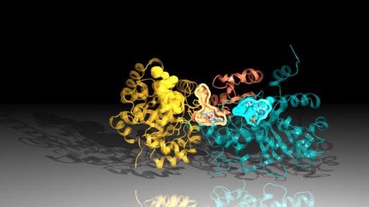Protein tryptophan synthase created using diffraction data from Argonne's Advanced Photon Source
