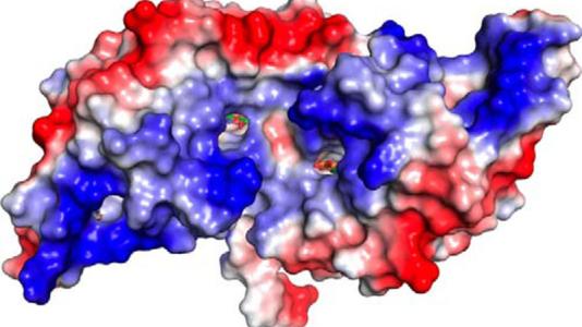 Modeled HcaR protein complex, a sort of molecular policeman that controls when to activate genes that code for enzymes used by Acinetobacter bacteria to break down compounds for food.