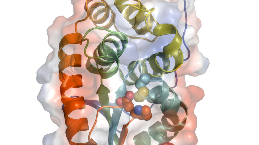 The Corynebacterium diphtheria MdbA enzyme’s thiol-disulfide oxidoreductase fold is shown as arrows and two flanking helices in the lower part of the image. Protein components of the enzyme’s active site are depicted as spheres. The electrostatic potentials across the surface of the molecule are shown as semitransparent features, with blue and red shading representing positive and negative potentials, respectively.
