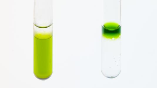 Special bacteria can turn biological waste into fuel by converting pigments in their cells into a type of biofuel called phytol—which separates out into the colorless top layer on the left.