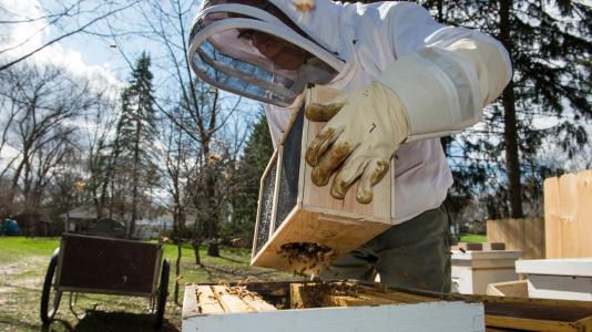 Bill Gasper, an Argonne environmental safety & health coordinator, keeps 100,000 bees in his backyard. Here he's introducing a batch of bees to their new homes.