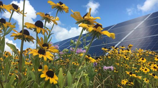 A low-growing perennial meadow at a solar facility in Minnesota