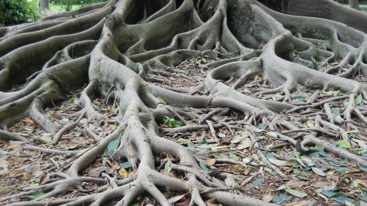 Aerial roots of the Ficus aurea tree, in Florida.