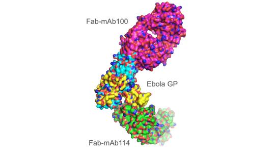 Researchers grew crystals of two antibodies, mAb114 and mAb100, in complex with the Ebola virus protein. Using the Advanced Photon Source, the researchers were able to show how these antibodies could neutralize the virus.