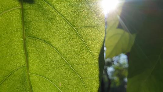 photosynthesis - green leaf with sun in background
