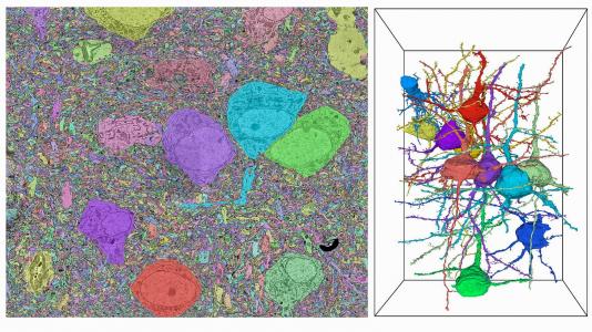 Left: Data from electron microscopy; grayscale with color regions showing segmentation. Right: Resulting 3D representation. (Image by Nicola Ferrier, Tom Uram and Rafael Vescovi, Argonne National Laboratory; Hanyu Li and Bobby Kasthuri, University of Chicago.) 