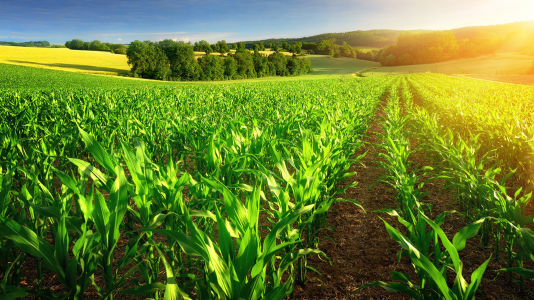 The use of corn ethanol from 2005 to 2019 has reduced the carbon footprint in the United States and diminished greenhouse gases, according to an Argonne study. (Image by Smileus/Shutterstock.)