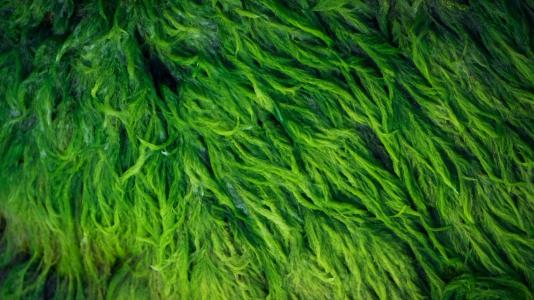 Photo of green algae. (Image by Shutterstock/Olga Maksimava.)