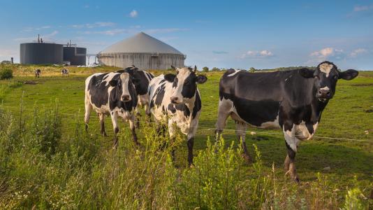 Renewable natural gas (RNG), created through a process that begins with organic waste from sources like livestock, is helping decarbonize the transportation sector. Argonne's RNG database is tracking transportation projects. (Image by Shutterstock/Rudmer Zwerver.)