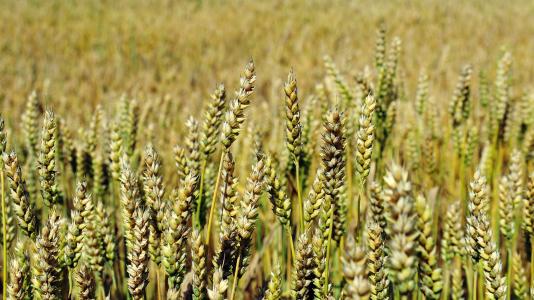 Fields of wheat crops